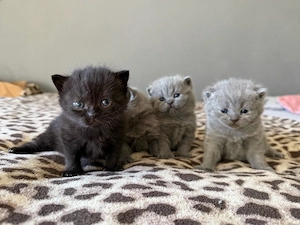 wunderschöne BKH kitten