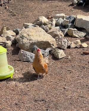 Stamm Antwerpener Bartzwerge