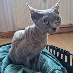 Devon rex katze mit papieren 