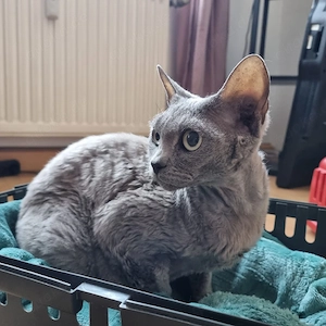 Devon rex katze mit papieren 