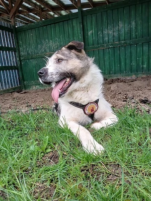 Süße Ringelrute Belmondo sucht sein Zuhause