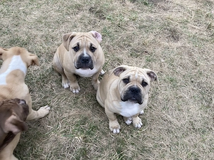 Alternative Bulldoge Welpen zum verkaufen Bild 12