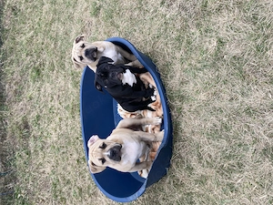 Alternative Bulldoge Welpen zum verkaufen Bild 13