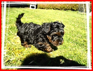 Zuckersüße, kleine Yorkshire Terrier   Toy Pudel F1 Verpaarung mit Ahnenpass ( Papiere )