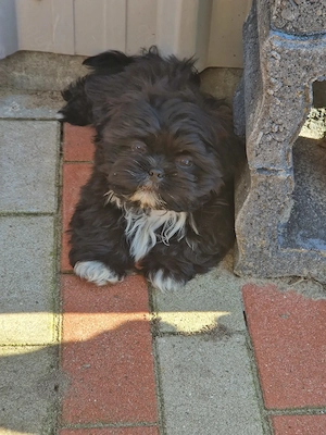 Shih Tzu Welpe Rüde