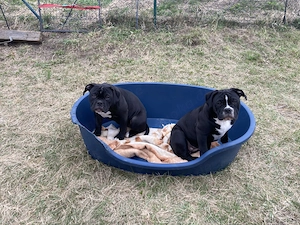 Alternative Bulldoge Welpen zum verkaufen Bild 14