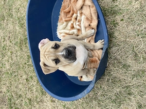 Alternative Bulldoge Welpen zum verkaufen Bild 15