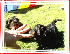 Zuckersüße, kleine Yorkshire Terrier   Toy Pudel F1 Verpaarung mit Ahnenpass ( Papiere )