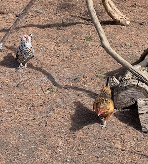Stamm Antwerpener Bartzwerge
