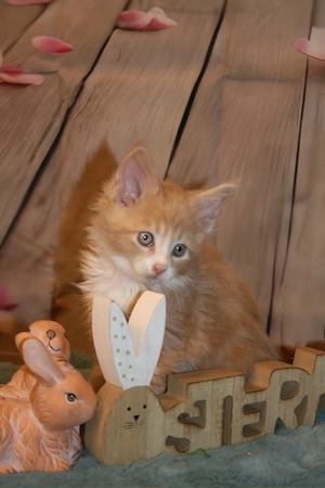 Reinrassige Maine Coon Kitten mit Stammbaum