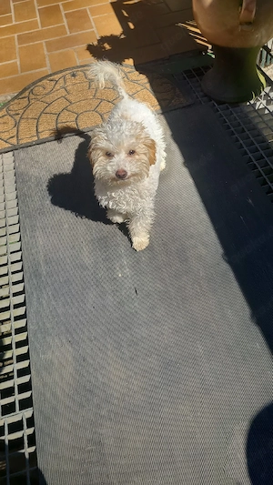 Süße Maltipoo-Hündin Sisi, 4 Monate, sucht Liebevolles Zuhause     