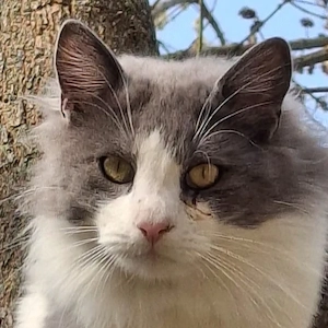 Mizor geb. ca. 05 2025, lebt in GRIECHENLAND, auf einer privaten Pflegestelle