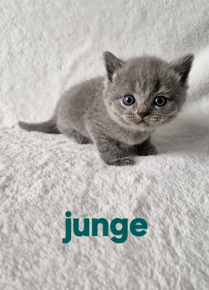 bkh kitten