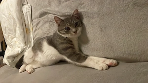 Kastrierter Freilaufkater sucht neues Zuhause 