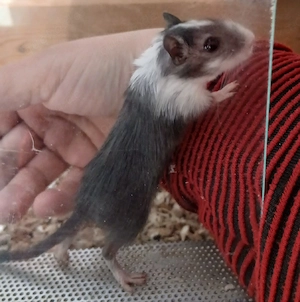 Rennmäuse suchen neuen Wirkungskreis