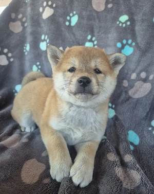 Shiba Inu Welpen,reinrassig (4 Reserviert)