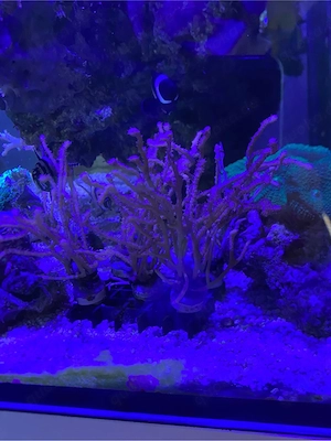 Korallen Pilzleder Gorgonie Meerwasseraquarium