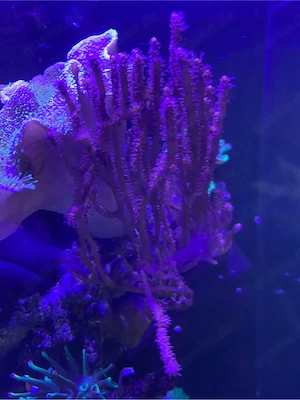 Korallen Pilzleder Gorgonie Meerwasseraquarium