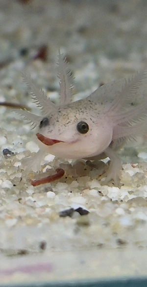 Baby Axolotl 