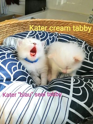 Reinrassige Neva Masquarade Kitten 