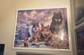 Wolfsbilder als Puzze incl. Rahmen