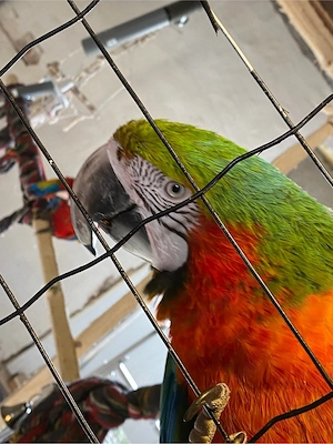 Ara hybrid weibchen Bild 2