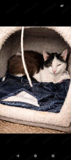 Zwei sehr verschmuste Kastrierte kater 