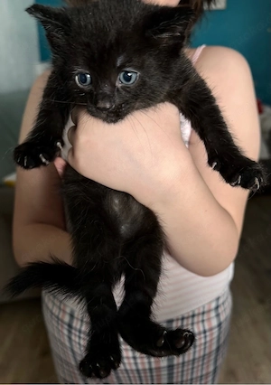 Europäisch Kurzhaar-Mix Kitten