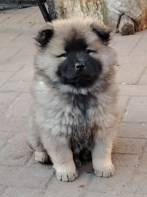 Chow Chow & Wolfsspitz!