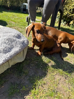 Schöne Zwergdackel-Welpen