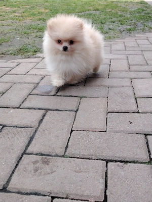 Pomeranian Zwergspitz Reinrassig!