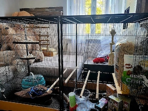 Verkaufe großen Nagetierkäfig mit Zubehör