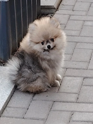 Pomeranian Zwergspitz Reinrassig!