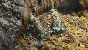 Zur Vorbestellung für Mitte Mai 2026: Bombina orientalis, chinesische Rotbauchunke, Nachzucht