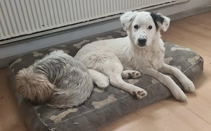 Zuhause gesucht für Wolfi