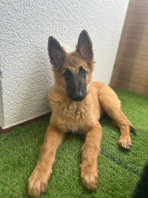 Terveuren Rüde 15 Wochen 