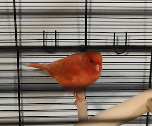 Kanarienvogel Finke Rot