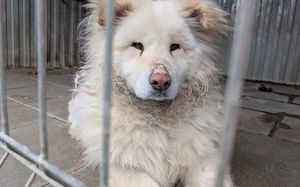 Flauschige Gute-Laune Hündin Bounty sucht ein Zuhause