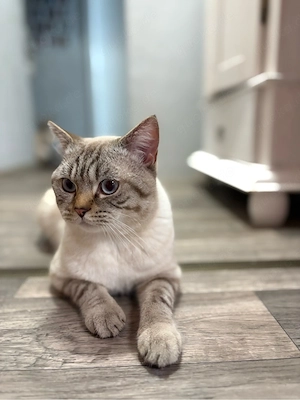 BKH kater zum verkaufen 