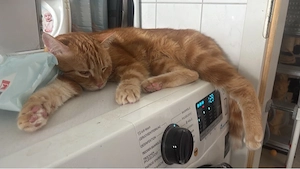 tiger sucht ein neues zuhause 