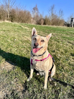 Frieda in 87754 Kammlach sucht ihr Zuhause