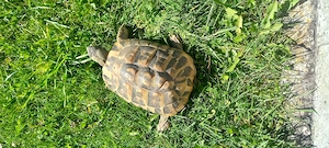 Griechische Landschildkröte 10 Jahre 