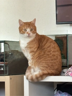 simba sucht ein neues zuhause 