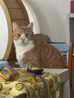 simba sucht ein neues zuhause 