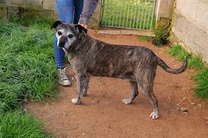 Tigrata sucht ihre Menschen