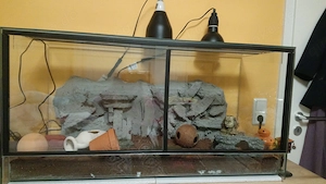 Terrarien mit Leopardgeckos in liebevolle Hände abzugeben