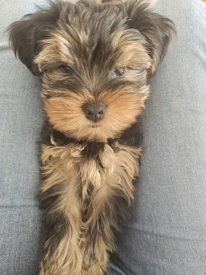 Reinrassige Yorkshire Terrier Welpen