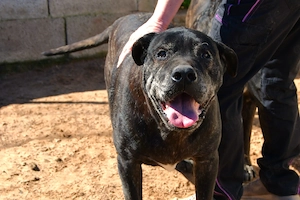 Rex sucht sein Zuhause