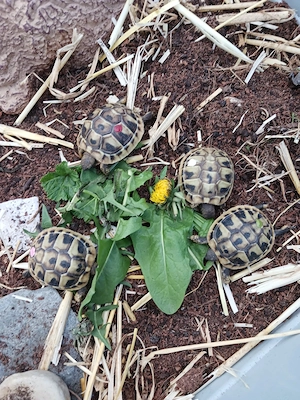 Griechische Landschildkröten-Babys (THB) aus 2025, 70 EUR pro Tier