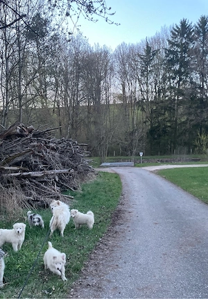 2Rüden zu verkaufen in guten hände!!